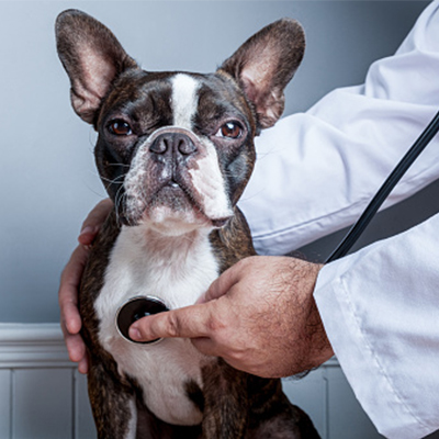 Pet Wellness/Preventative Care
