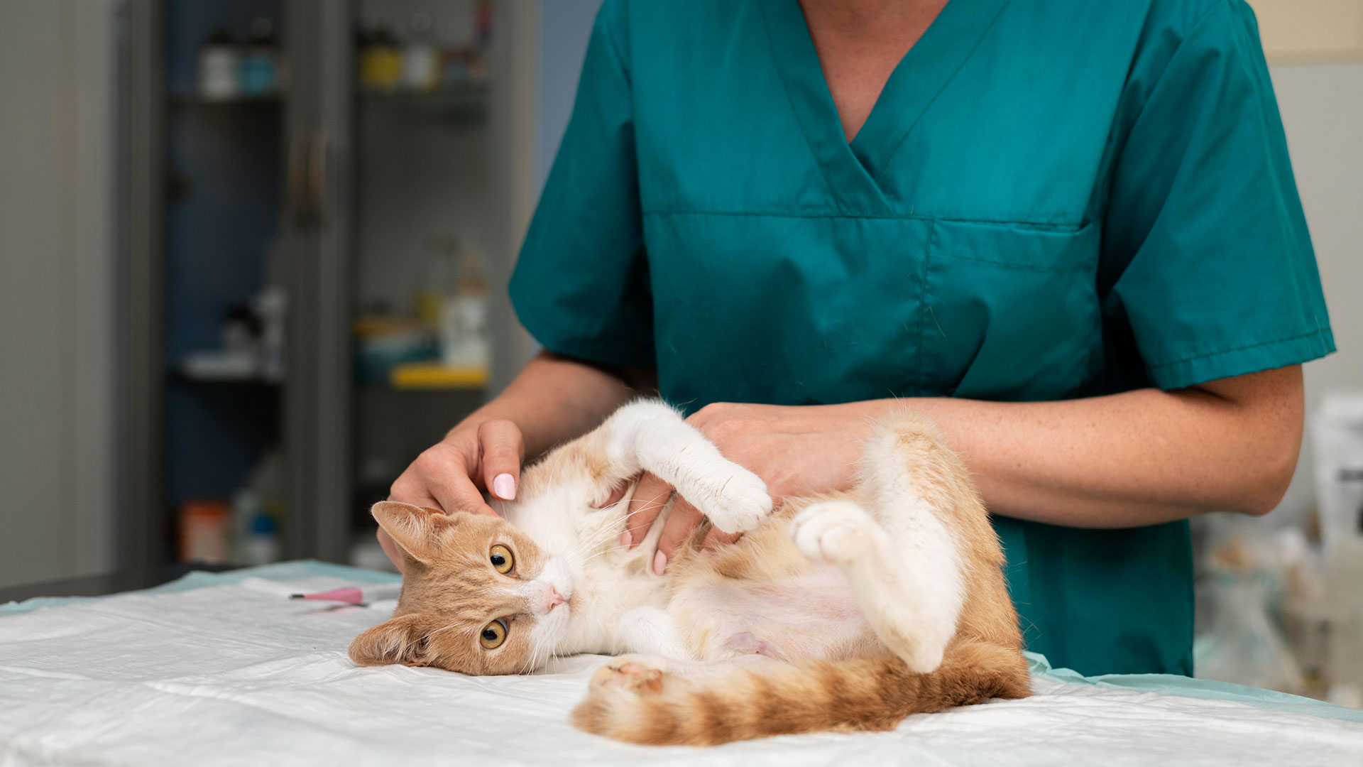 Pet Surgery In Raleigh, NC 27614 Wakefield Veterinary Hospital