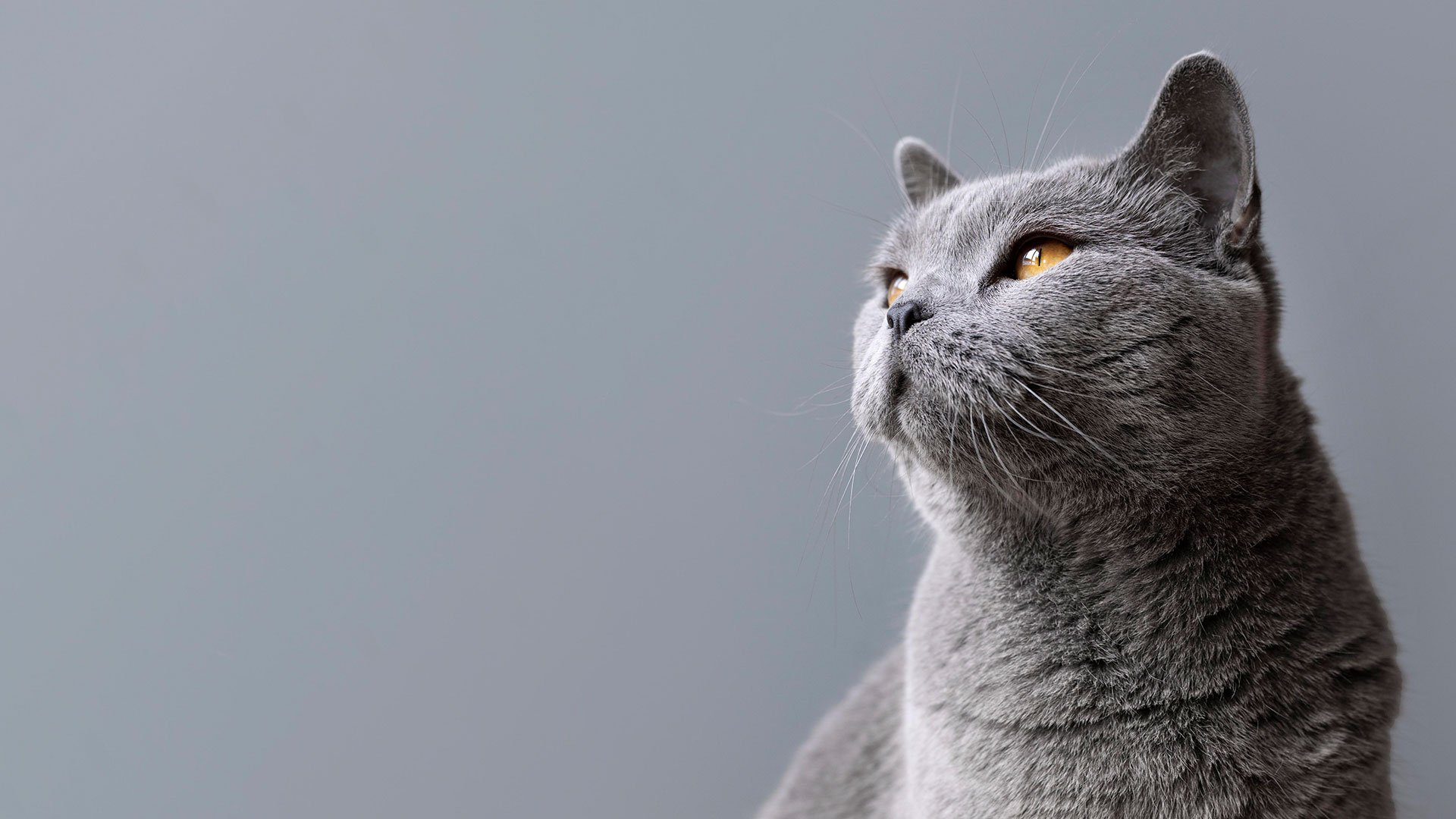 Veterinarian In Raleigh, NC 27614 Wakefield Veterinary Hospital